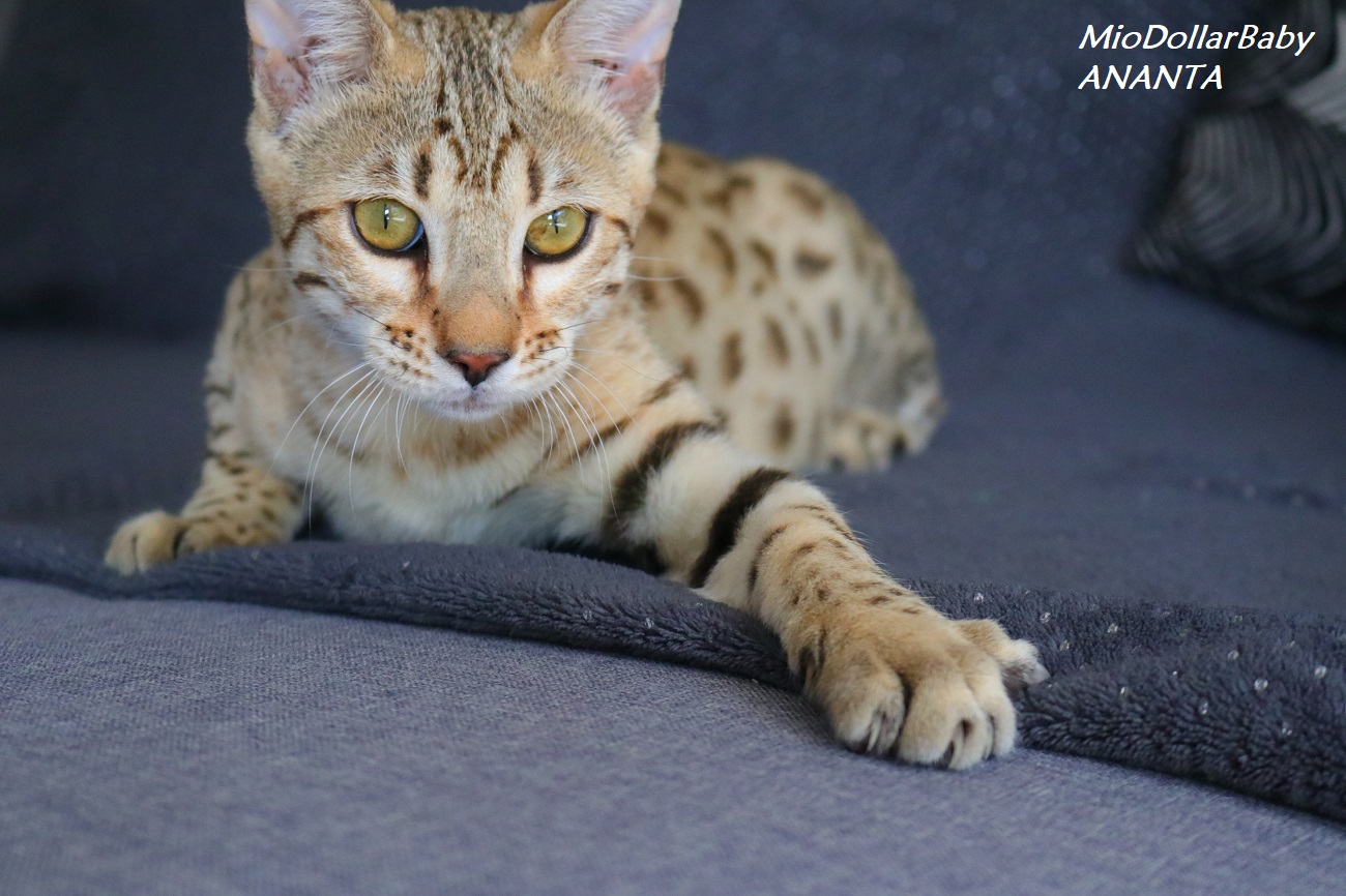 male bengal